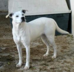 Blanca
