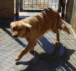 Flecha