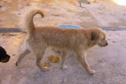 Yogo X perro pastor de tres años. Onil Yogo