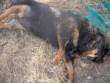 Perra muerta por dejadez de se dueño en Tibi (Alicante) Perra muerta por dejadez de se dueño en Tibi (Alicante)