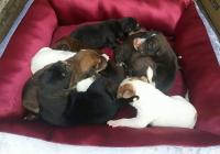 LA REALIDAD DE LAS CAMADAS NO DESEADAS LA REALIDAD DE LAS CAMADAS NO DESEADAS