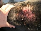 Incautados 7 perros en Onil estaban hambrientos y su dueño carecía de licencia Incautados 7 perros en Onil estaban hambrientos y su dueño carecía de licencia