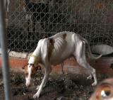 Requisados 9 perros en Ibi Requisados 9 perros en Ibi