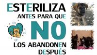 Campaña esterilización 2015 Ibi Campaña esterilización 2015 Ibi
